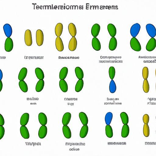 Exploring Recombinant Chromosomes: Which Gamete Holds the Key?