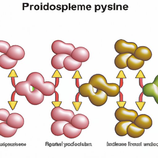 Understanding Protein Synthesis: Which Site is the Primary Location?