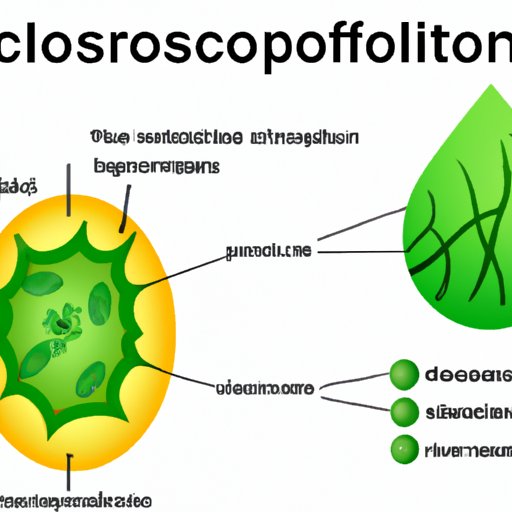 Understanding the Chloroplast: The Primary Organelle for Photosynthesis