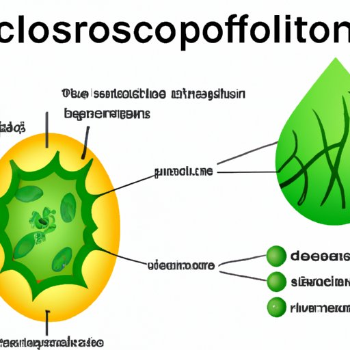 Understanding the Chloroplast: The Primary Organelle for Photosynthesis