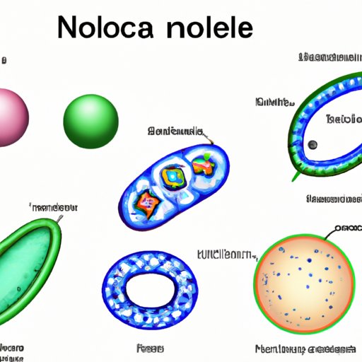Which Organelle Contains DNA? A Comprehensive Overview