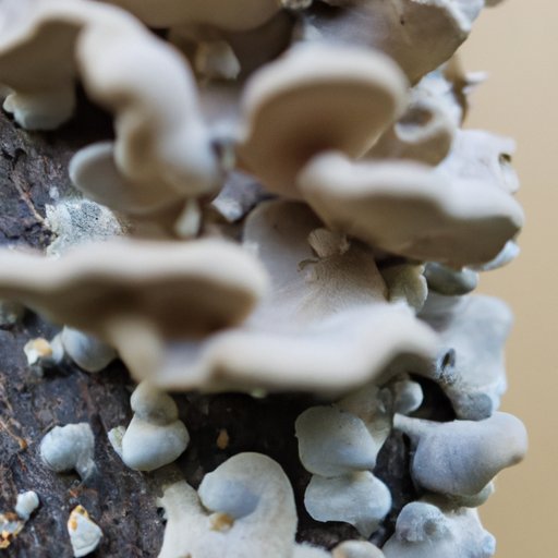 The Complex World of Eukaryotes: An Exploration of the Main Organisms That Belong to the Family