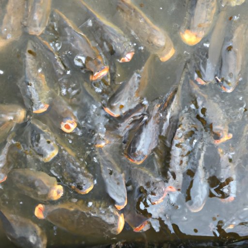 The Top 5 Most Diverse Forms of Life: Exploring the Organisms that Reign Supreme