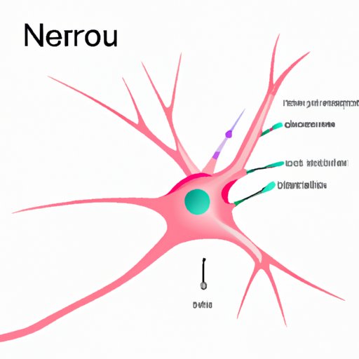Understanding the Location of the Nucleus in a Neuron