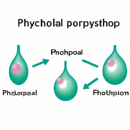 Exploring which part of the phospholipid is hydrophobic