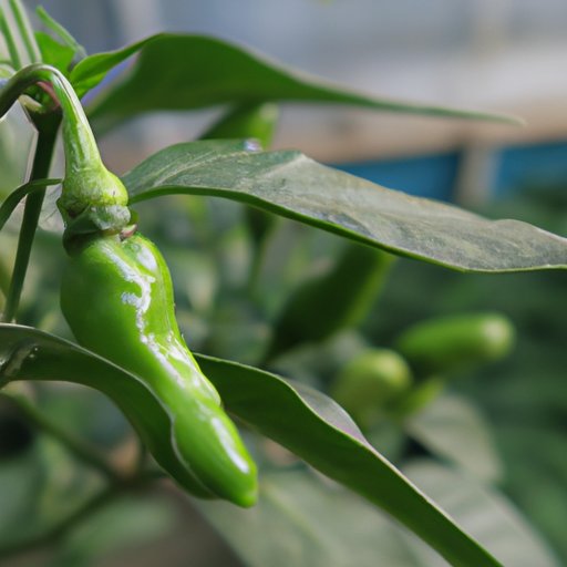 Which Peppers are Sweeter: A Comprehensive Guide to Sweet Peppers