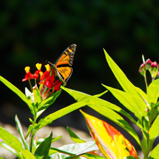 The Top Plants to Attract Butterflies and How to Create a Butterfly Garden