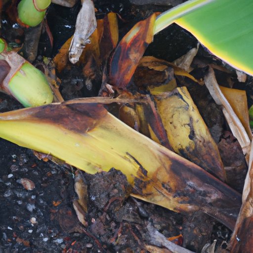 Which Plants Like Banana Peels: A Comprehensive Guide