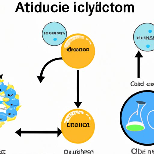 Connecting the Dots: Understanding the Link Between Glycolysis and the Citric Acid Cycle