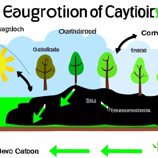 The Carbon Cycle: Understanding the Five Key Processes