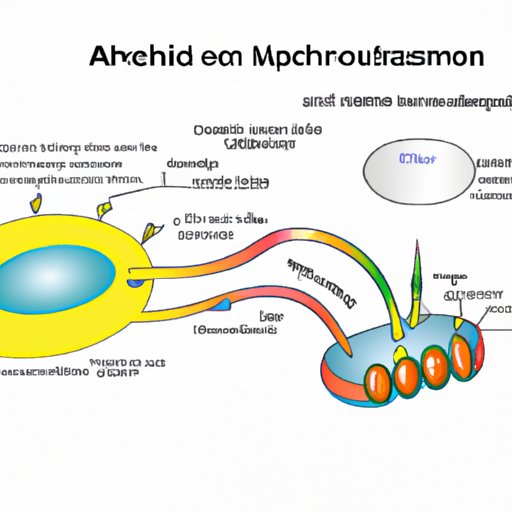 The Energy Production Process of Mitochondria: A Comprehensive Guide