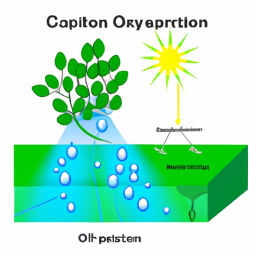 The Process of Oxygen Production: Understanding Photosynthesis