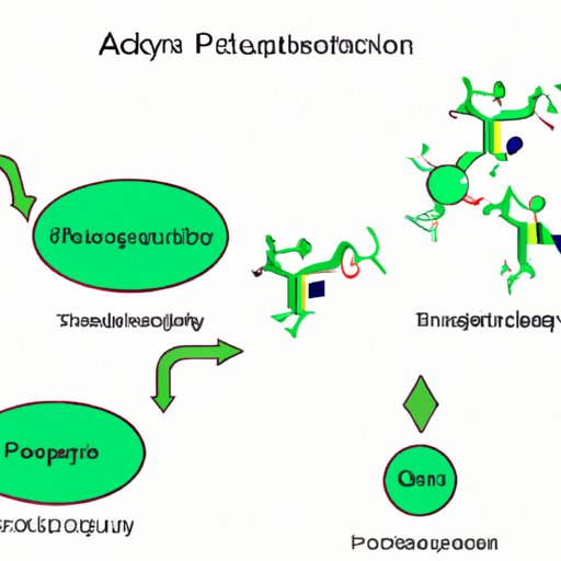 Unlocking the Mystery of ATP Production: Which Process Produces the Most ATP?