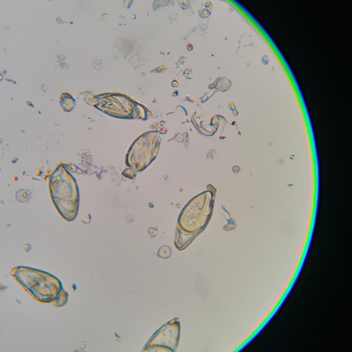 The Protist That Defies Classification: Exploring the Organism with Both Animal and Plant Characteristics