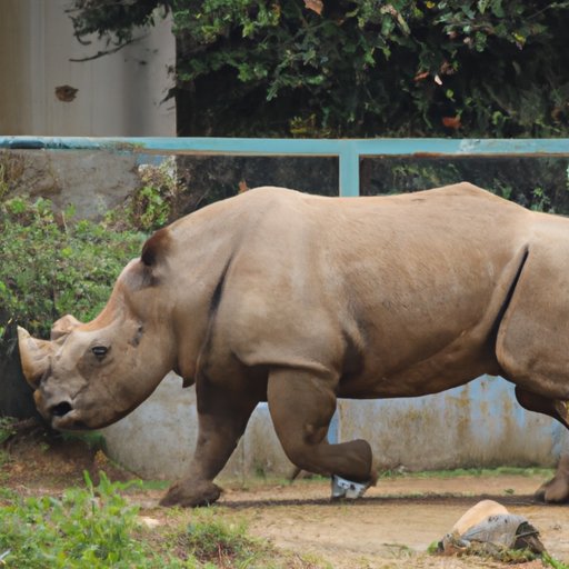 Which Rhino is Extinct? Understanding the Tragic History of Rhino Extinction