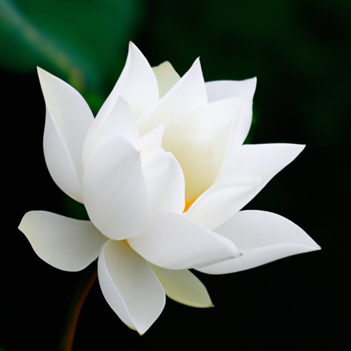 Comparing Seasons of White Lotus: Which One Comes Out on Top?