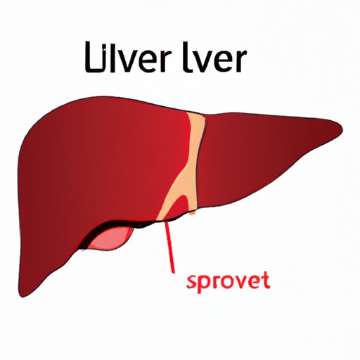 Which Side is the Liver On? Importance in Medical Diagnosis and Surgeries