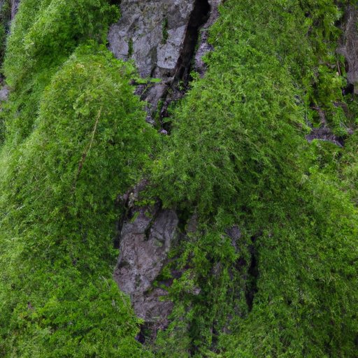 The Mystery of Moss: Which Side of a Tree Does It Grow On?