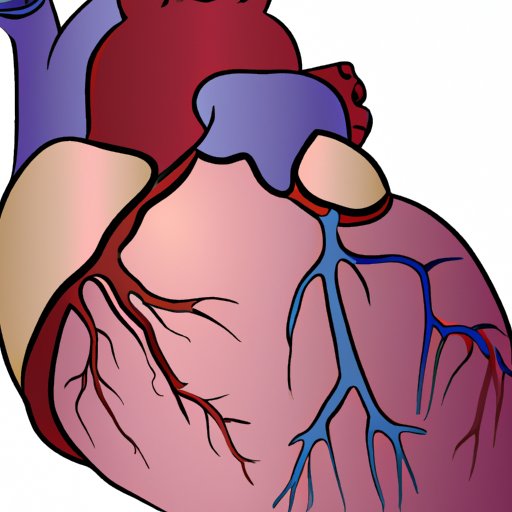 Left or Right? Which Side of Your Body is the Heart On?