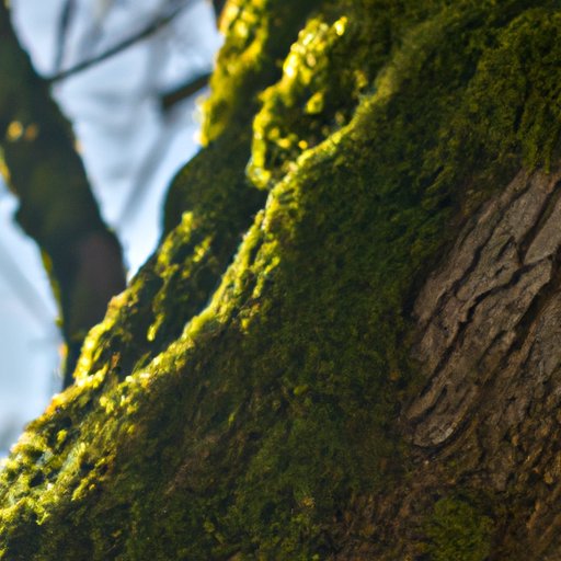 Which Side of the Tree Does Moss Grow On? Unraveling the Mystery Explained.