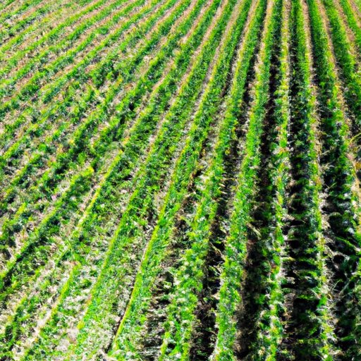 The Top Corn Producing States in the US: A Historical and Contemporary Analysis