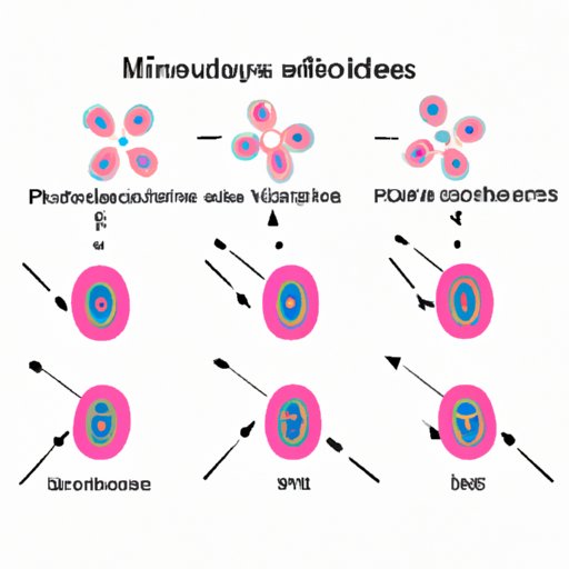 Exploring the Truth About Mitosis and Cytokinesis: Separating Fact from Fiction