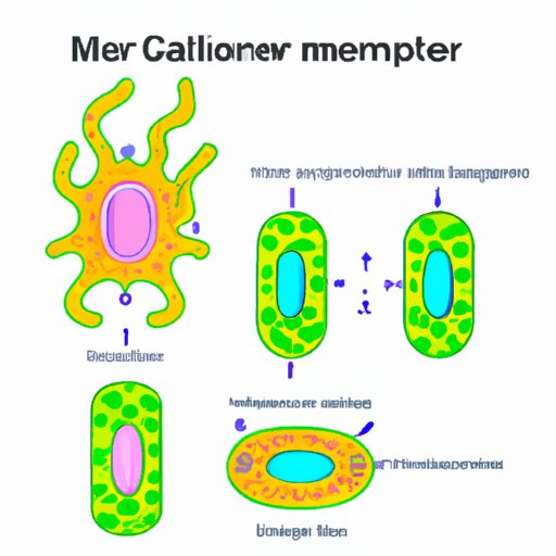 The Truth About the Cell Membrane: Separating Fact from Fiction