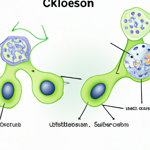 Unveiling the Myths and Facts of the Cytoskeleton: Separating Truth from Fiction