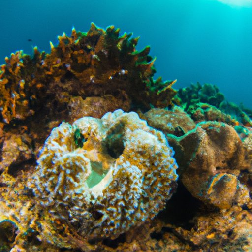 Save the Coral Reefs: Why it Should Be a Top Priority