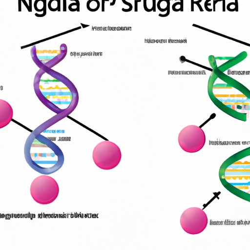 RNA vs DNA: Understanding the Key Differences