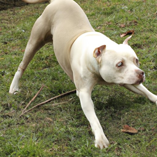 Which States Banned Pit Bulls: An In-Depth Analysis