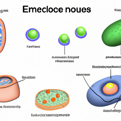 The Unique Structure of Eukaryotic Cells: An Overview of Its Organelles and Characteristics