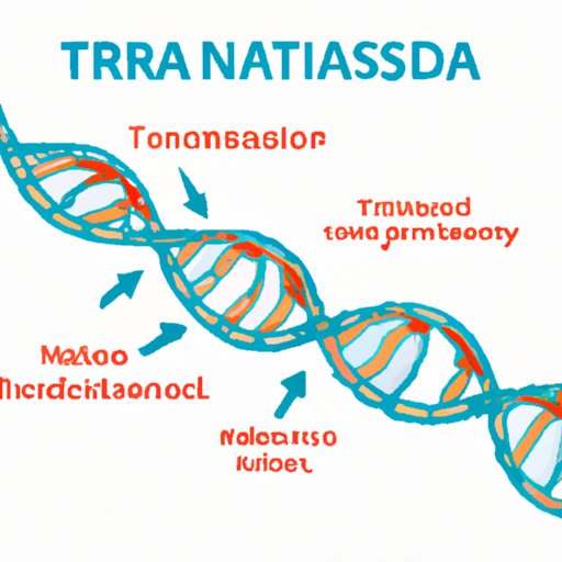 The Different Types of Mutations That Halt mRNA Translation