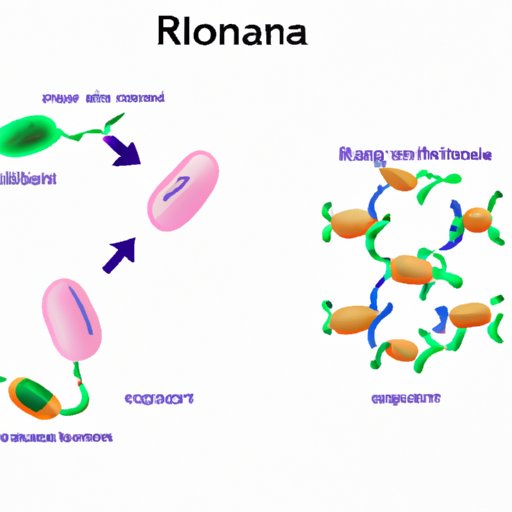 Understanding the Role of RNA in Protein Synthesis