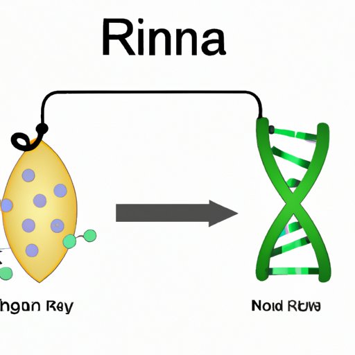 Exploring Which Types of RNA are Involved in Protein Synthesis