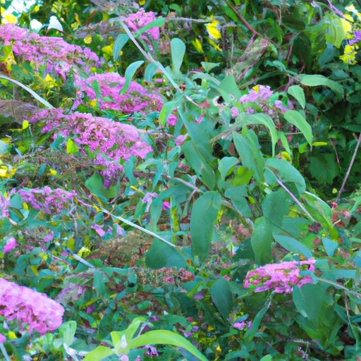 Why Butterfly Bushes are Bad: The Truth about their Impact on Your Garden and Ecosystem