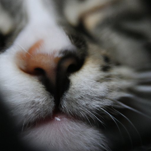 Why Are Cats Noses Wet? Understanding the Science and Benefits