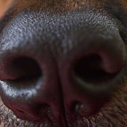 Why Are Dog Noses Wet? Exploring the Science and Benefits of Canine Snouts