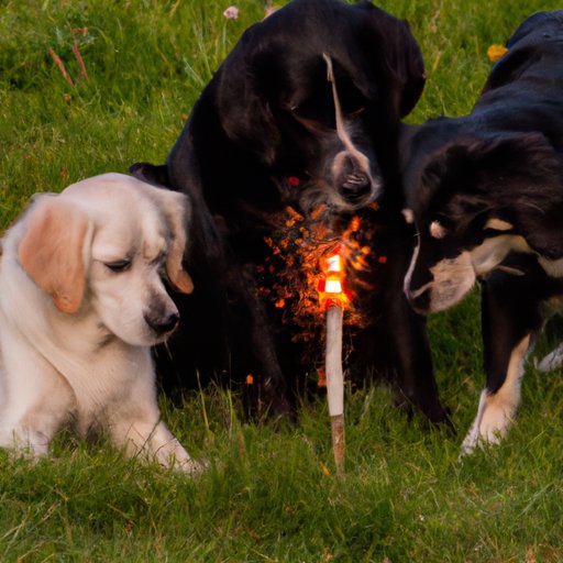 Why Are Dogs Afraid of Fireworks? Tips to Help Your Furry Friend Stay Calm on New Year’s Eve