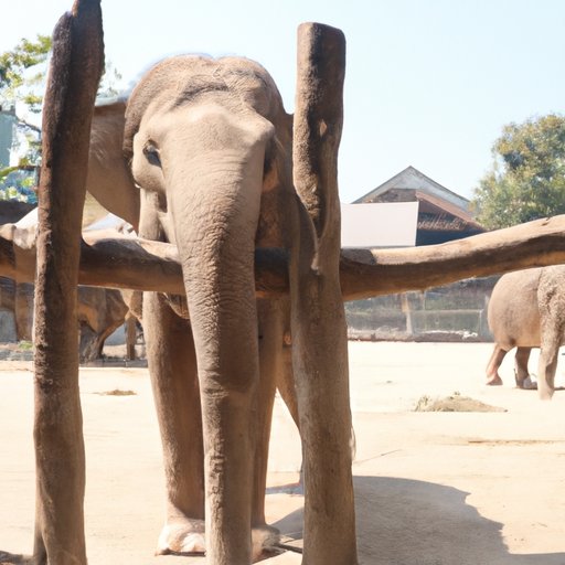 The Endangered Elephant: Why Conservation Efforts are Crucial?