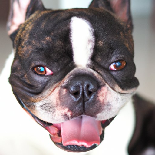 Why Are French Bulldogs So Expensive? Exploring The Economics, Breeding, And Market Of A Popular Breed