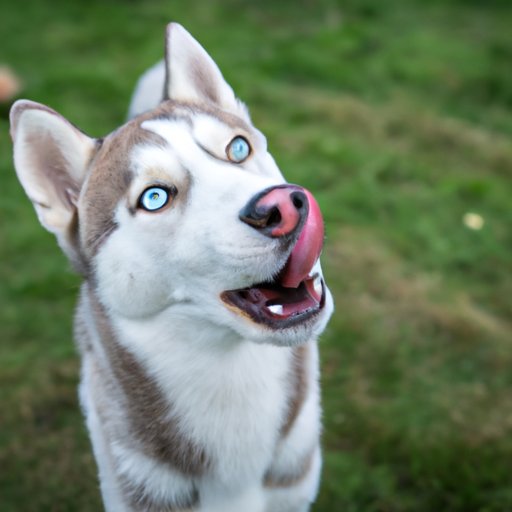 The Dramatic Life of a Husky: Understanding and Managing Their Behavior