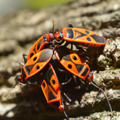 Why Are Love Bugs Stuck Together? Exploring the Science, History, and Urban Ecology of These Quirky Insects