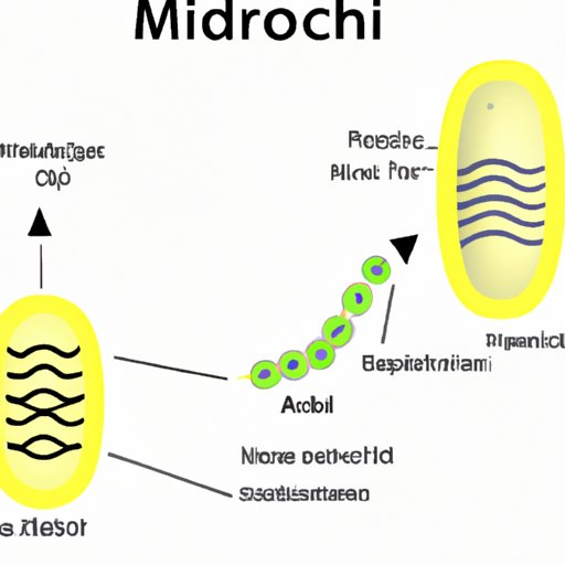 The Powerhouse of the Cell: A Comprehensive Look at Mitochondria