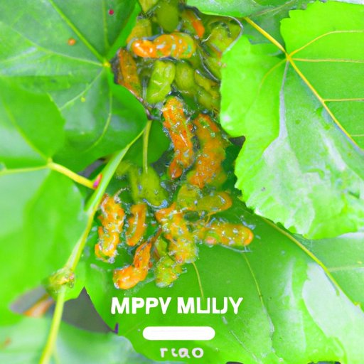 Why Mulberry Trees are Illegal: The History, Impact, and Controversy