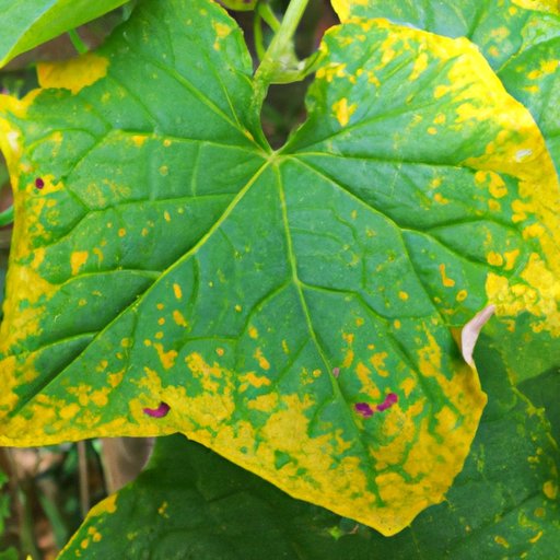 Why are my cucumber leaves turning yellow? Understanding the causes and finding solutions