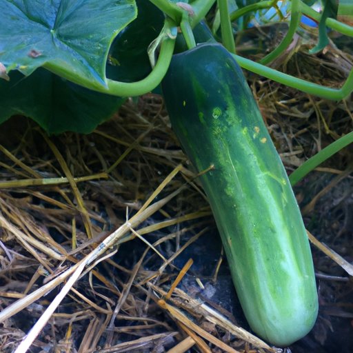 Why Are My Cucumbers Bitter? Exploring the Science and Solutions