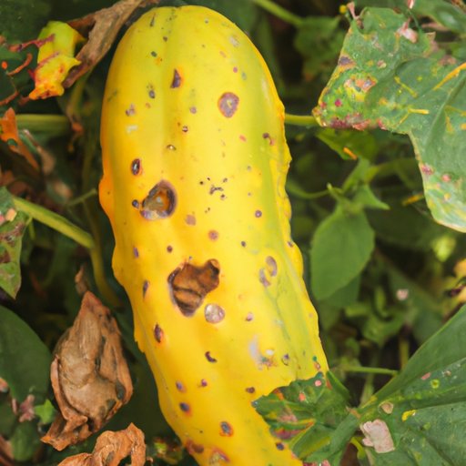 Why Are My Cucumbers Yellow: Causes, Solutions, and Best Practices for Healthy Harvest