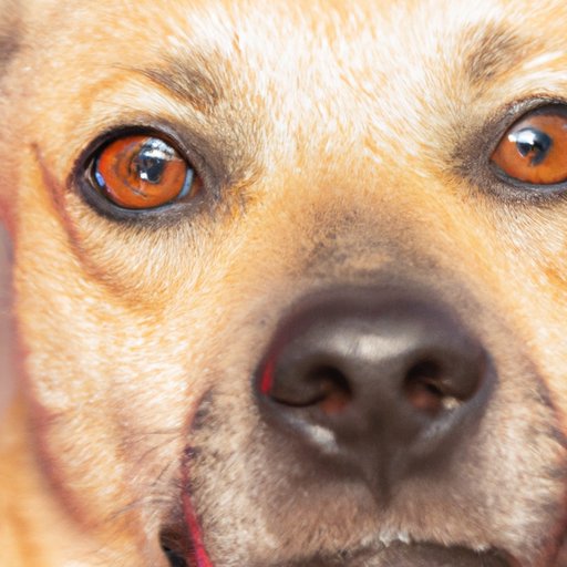 Why are my dog’s eyes watery? Understanding, Treating, and Preventing