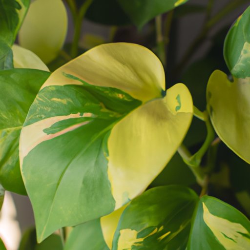 The Ultimate Guide to Understanding and Treating Yellow Pothos Leaves